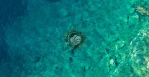 agua verde turquesa