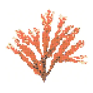 Fucus Rojo